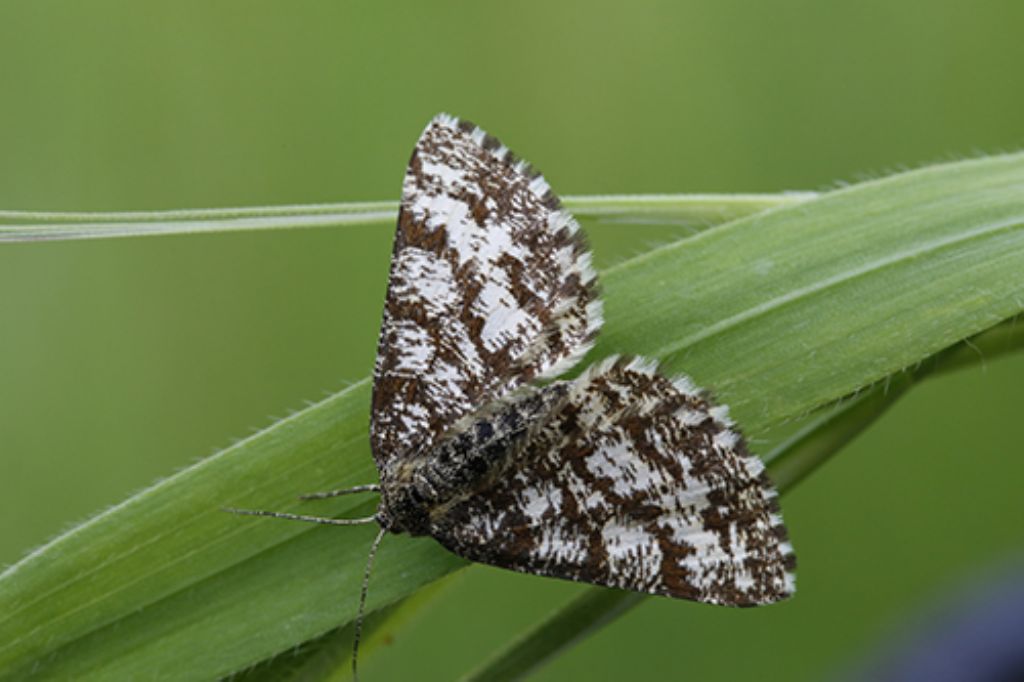 Ematurga atomaria e Stegania trimaculata, Geometridae